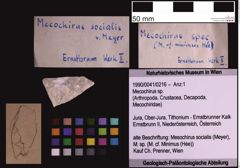 Foto (Objekt + Etiketten) von Mecochirus sp. (NHMW-GEO-1990-0041-0216)